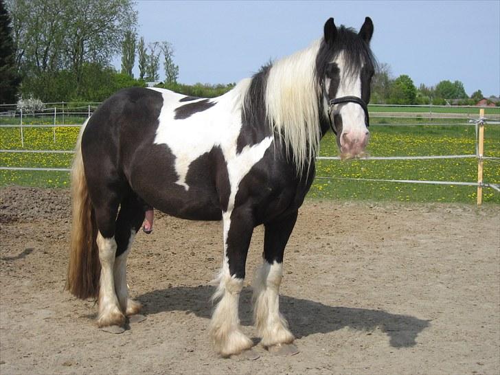 Irish Cob Troelsegårdens Mr OMalley - O´Malley forår 2009 billede 2