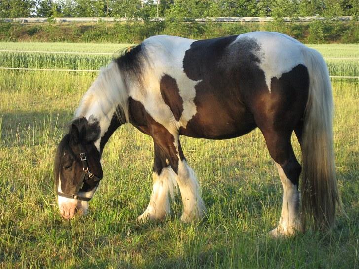 Irish Cob Troelsegårdens Mr OMalley billede 3