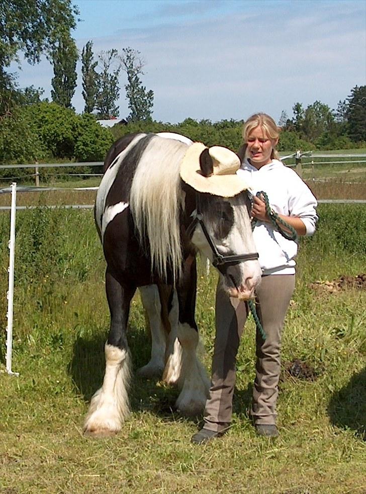 Irish Cob Troelsegårdens Mr OMalley - Hm malley, du ser godt nok lille ud her.. billede 4
