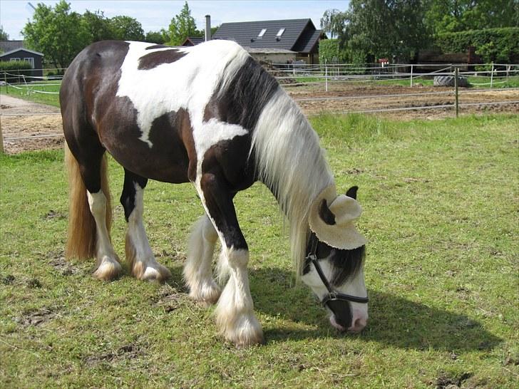 Irish Cob Troelsegårdens Mr OMalley - Ville lige se om han fandt sig i stråhatten ,o) billede 1