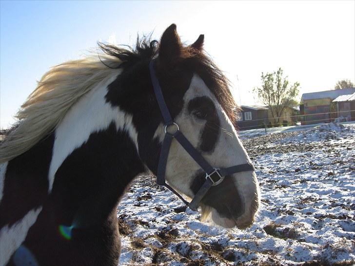 Irish Cob Troelsegårdens Mr OMalley billede 5