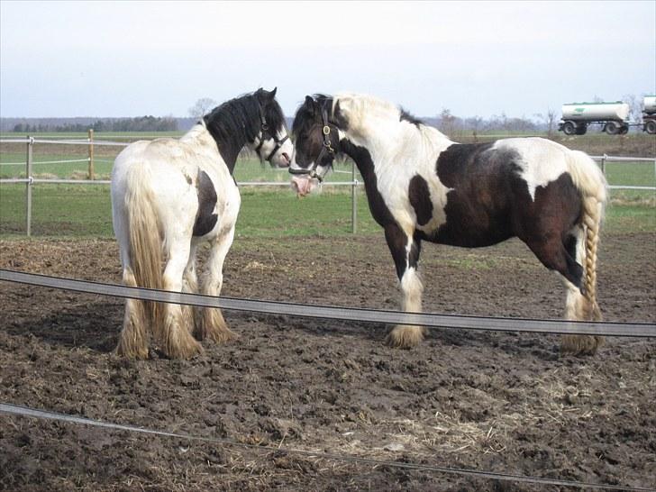 Irish Cob Troelsegårdens Mr OMalley - Jubii ny legekammerat. Han ligner da vidst mig lidt.. billede 6