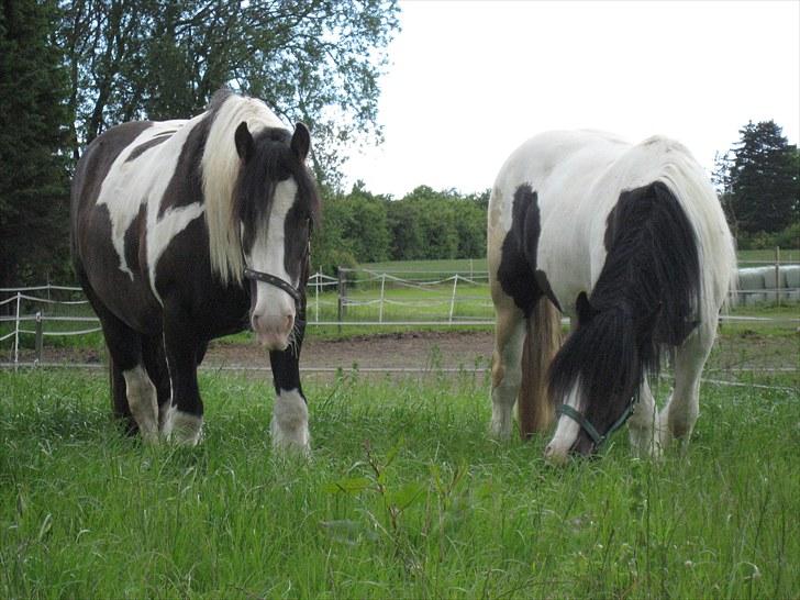 Irish Cob Troelsegårdens Mr OMalley - Nu har vi fået en "høj" at spise på billede 7