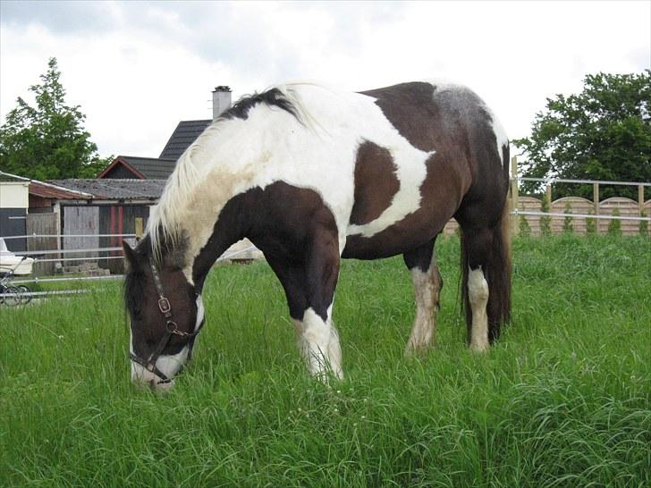 Irish Cob Troelsegårdens Mr OMalley - Sommer 2010 billede 8