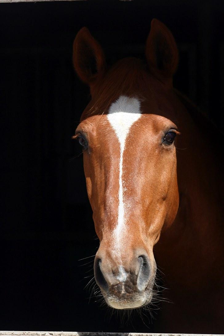 Anden særlig race Chico billede 1