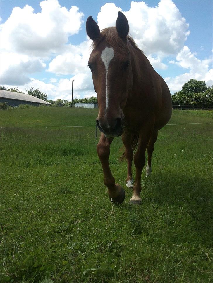 Anden særlig race Chico billede 2