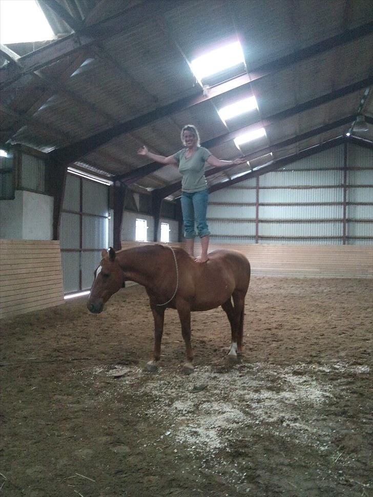 Anden særlig race Chico - Chico er en rigtig lille cirkushest :o) Her står Birgitte (ejer) på ham, uden udstyr eller hjælp. billede 3