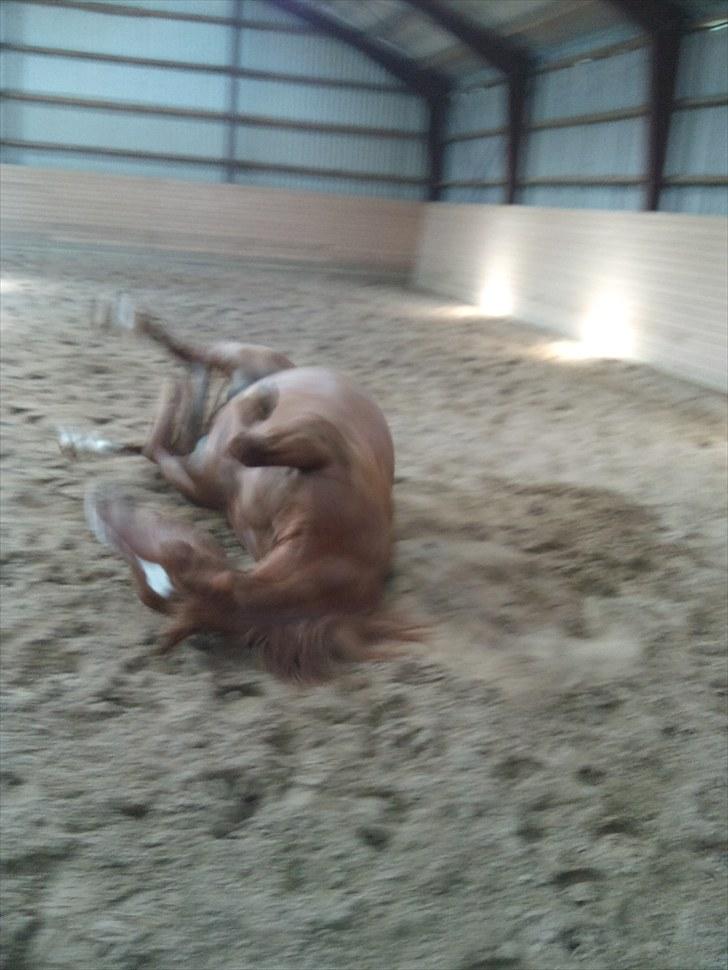 Anden særlig race Chico - Meget svært at tage billede af en hest der ruller!! Det her blev vist det bedste :o) billede 5