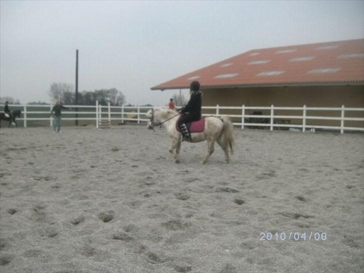 Welsh Mountain (sec A) Gribsvads Nielaus - til springtræning. :DD<3 billede 15