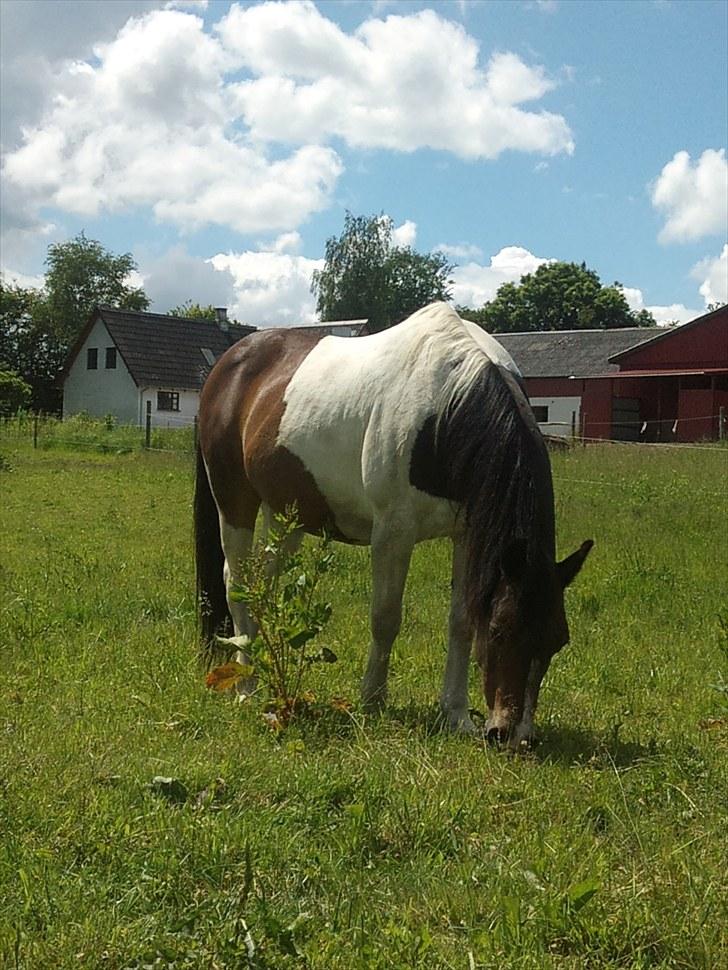 Anden særlig race Indi - Mig og Indi billede 1