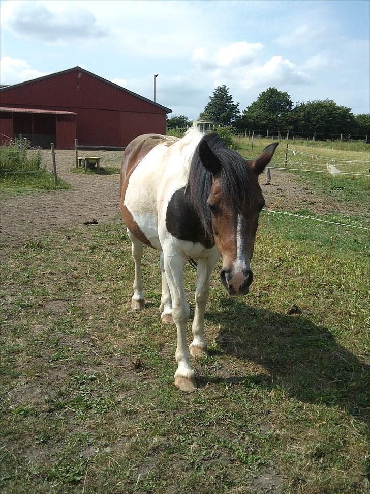 Anden særlig race Indi - Idyl på folden :o) billede 2