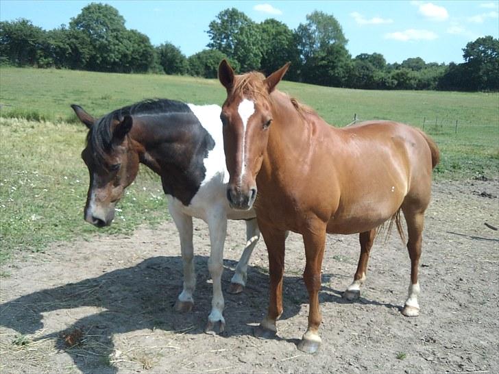 Anden særlig race Indi - Her er Indi (bagerst) og Chico som også ejes af Birgitte (se min profil) billede 3