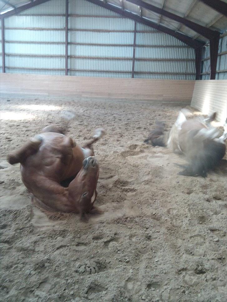 Anden særlig race Indi - Synkron-rulning :) billede 4