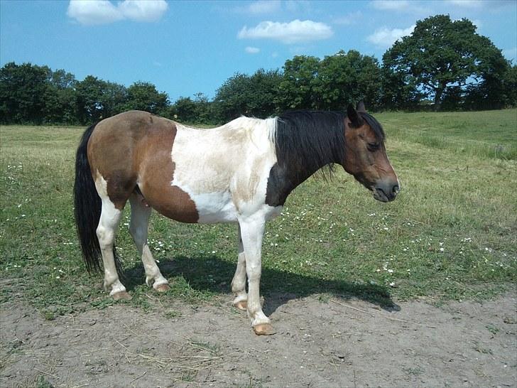 Anden særlig race Indi - En meget beskidt Indi, jeg havde ellers vasket ham så han kunne være fin til billedet men ak... billede 5