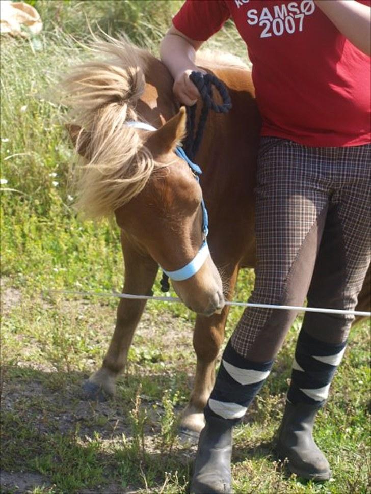 Shetlænder The Dangerous Banditers billede 19