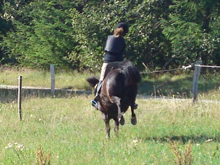 Anden særlig race Francisko's Mini Fræser - hm... tjaaa, Sofia rider Mini. (: hehe hans flip foran indgangen kommer hver gang !  billede 11