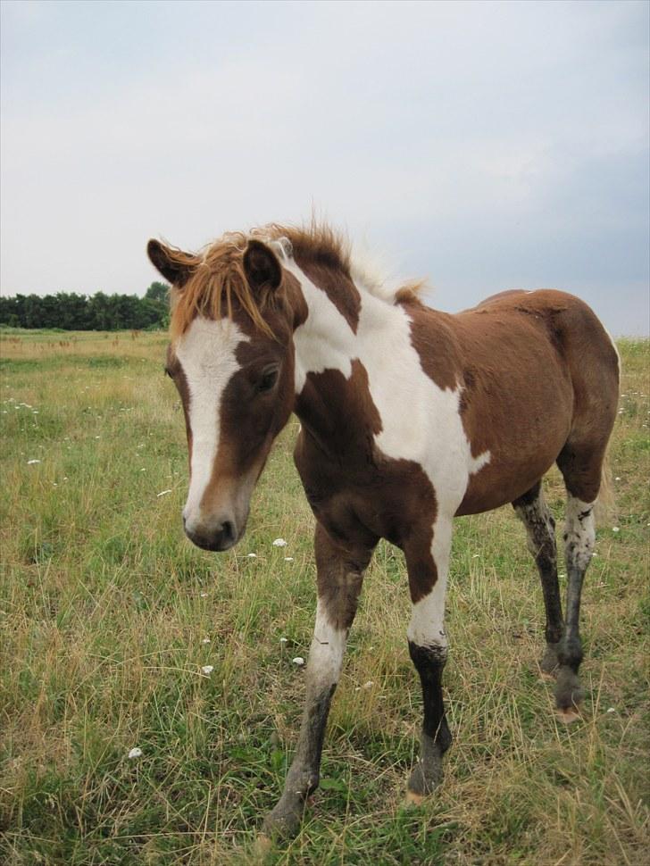 Pinto Romeo billede 16