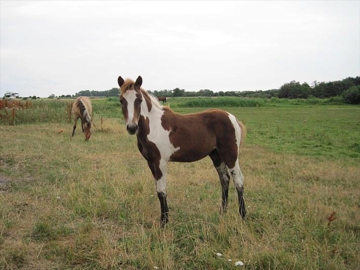 Pinto Romeo billede 17