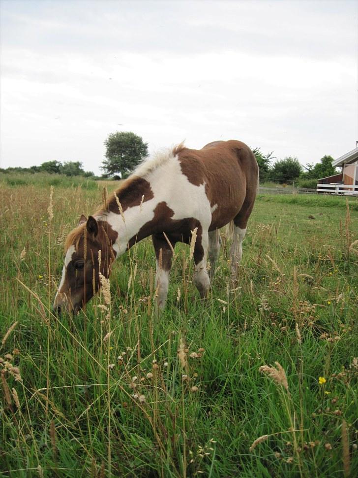 Pinto Romeo billede 18