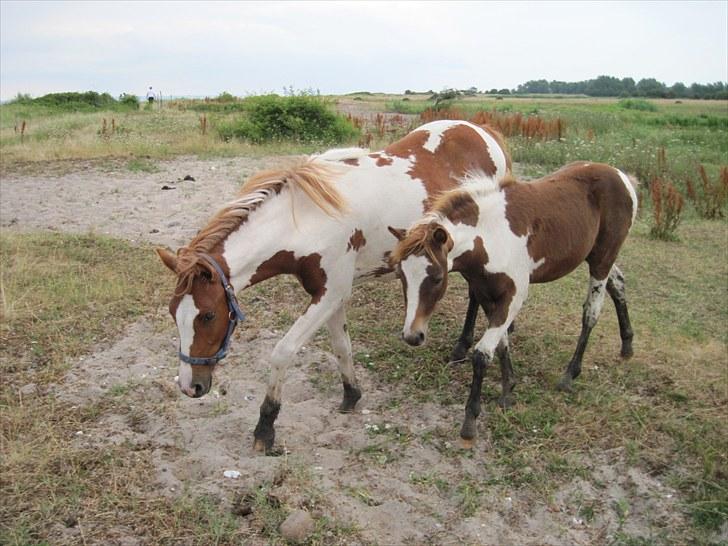 Pinto Romeo billede 19