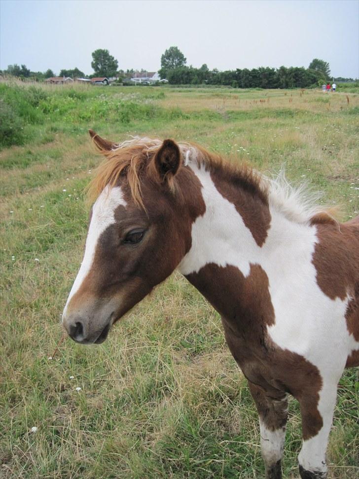 Pinto Romeo billede 20