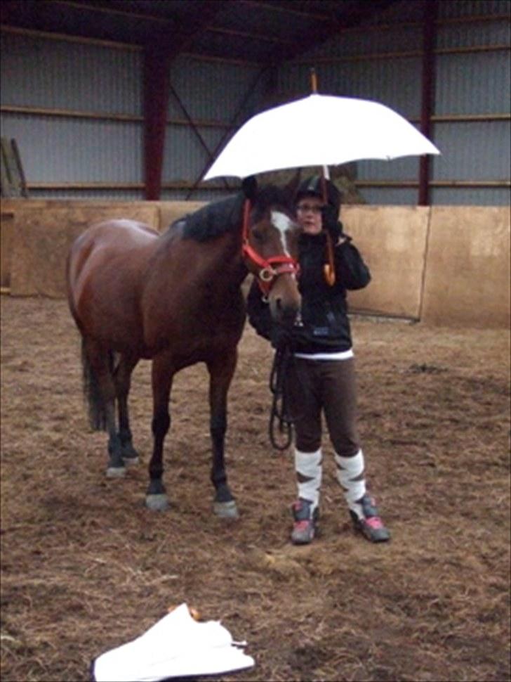 Anden særlig race Nikoline *SOLGT* - Horsemanship ;D Ridelejr 2010 billede 9