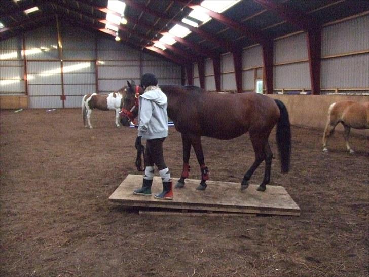 Anden særlig race Nikoline *SOLGT* - Ridelejr 2010:P billede 10