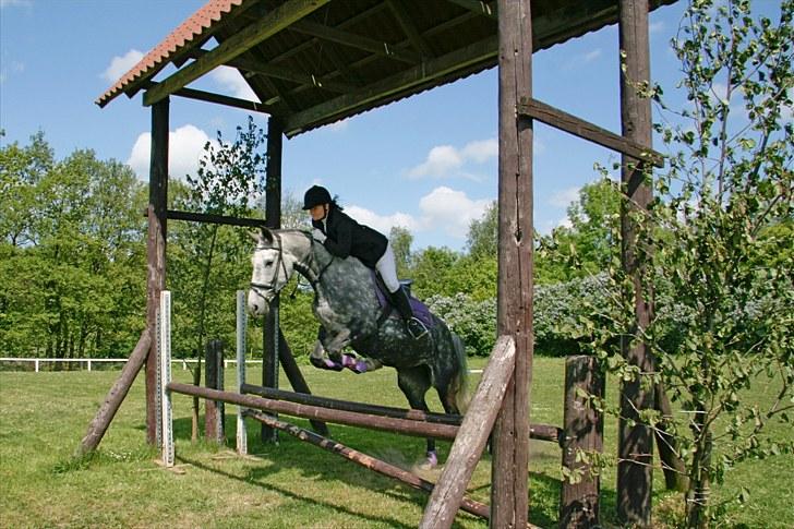 Anden særlig race Lotus - springdulle PÅR maj 2008 billede 11