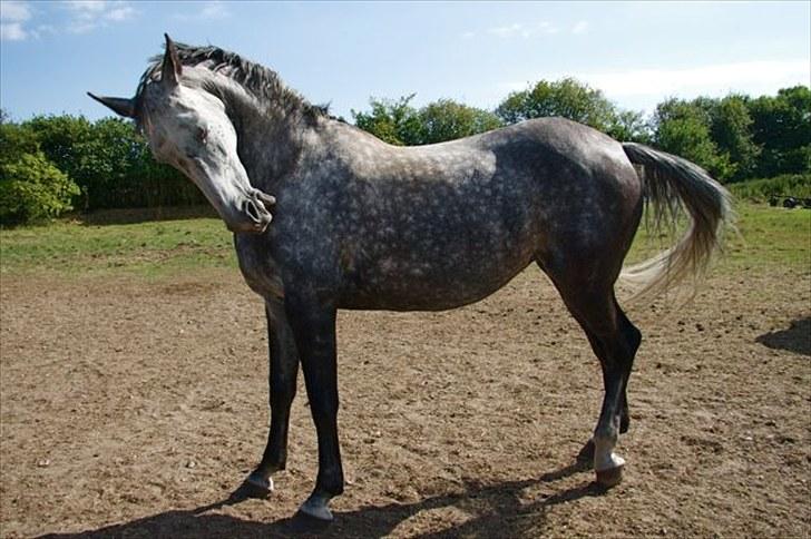 Anden særlig race Lotus - folddulle 2008 billede 14