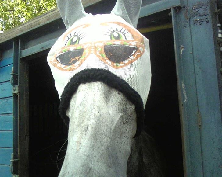 Anden særlig race Lotus - superdulle 2008 billede 16