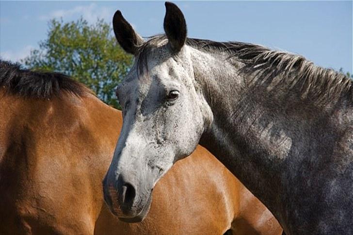 Anden særlig race Lotus - tak for kigget. :D billede 20