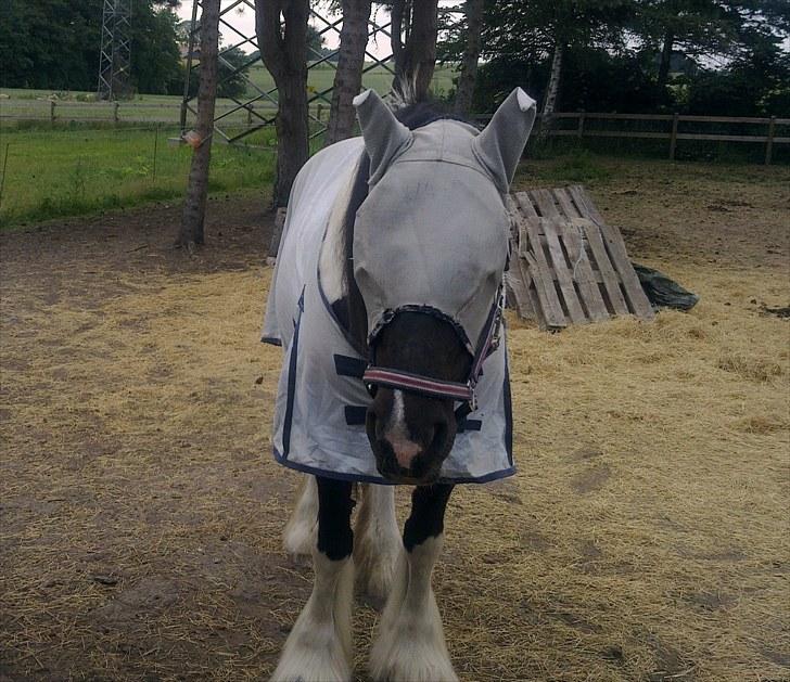 Tinker mollie - du er et lille rumvæsen... billede 4