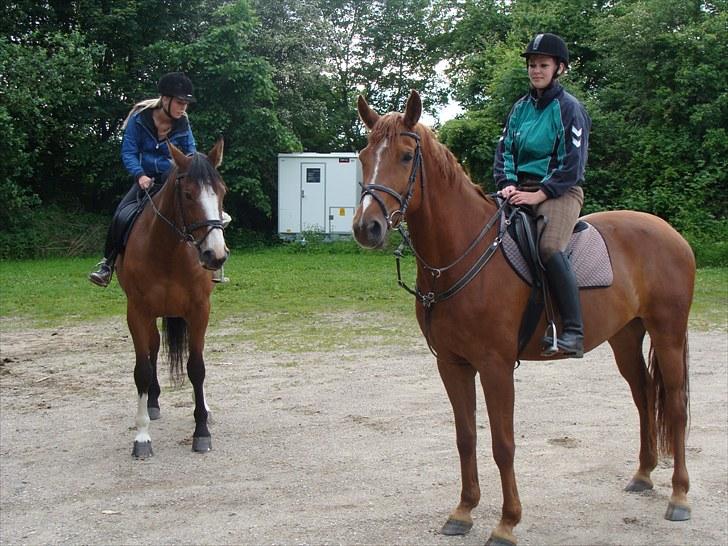 Hannoveraner Conelija billede 2