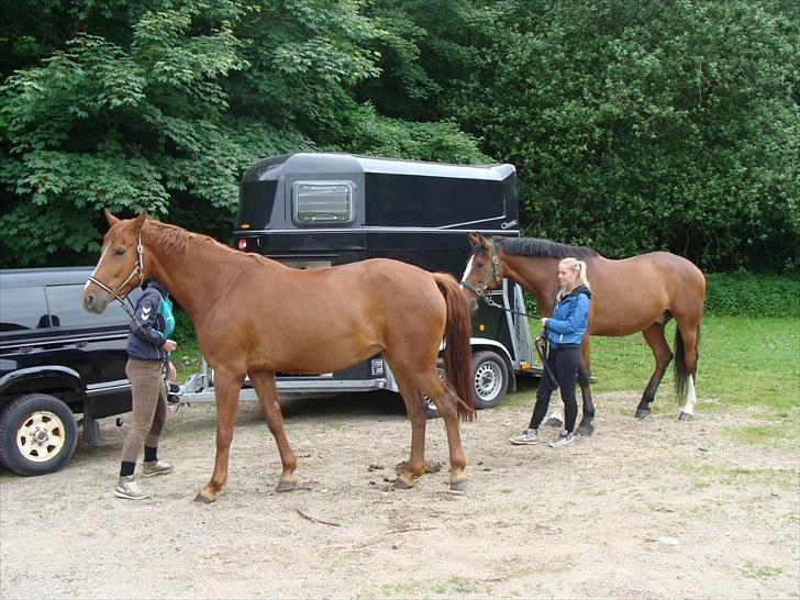 Hannoveraner Conelija billede 3