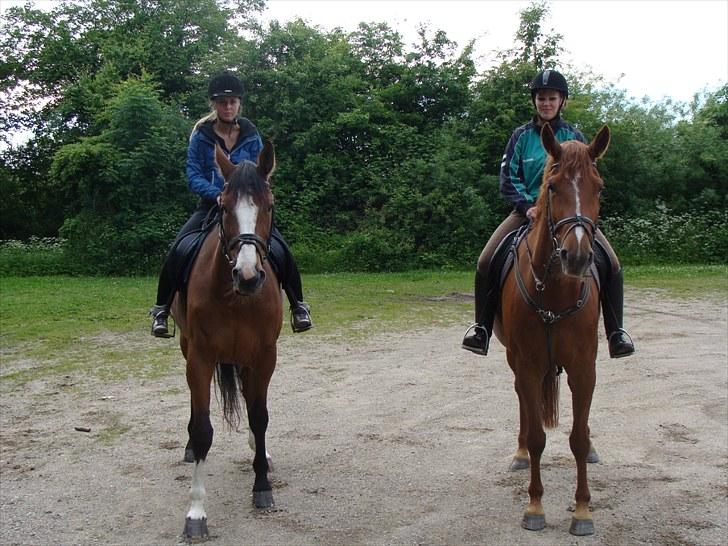 Hannoveraner Conelija billede 4