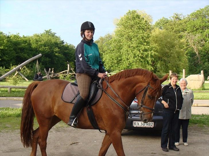 Hannoveraner Conelija billede 5