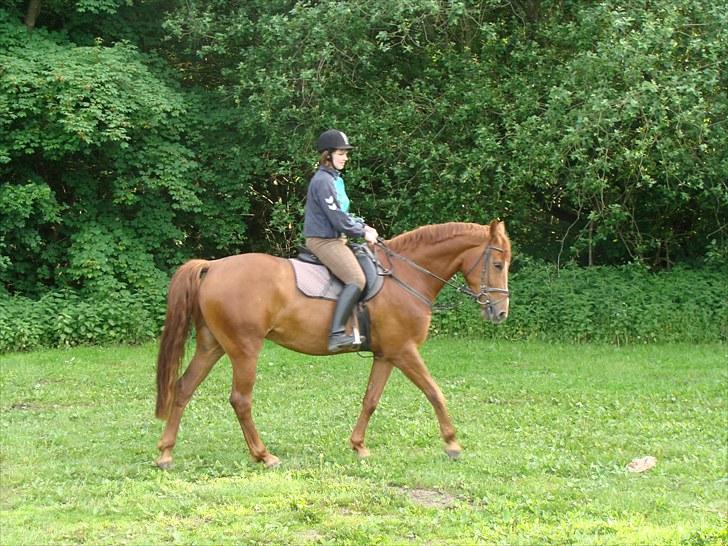 Hannoveraner Conelija billede 6