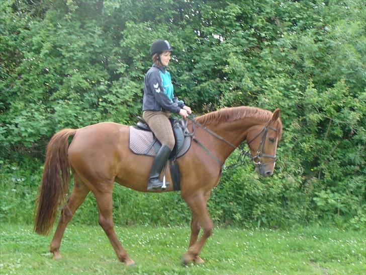 Hannoveraner Conelija billede 7