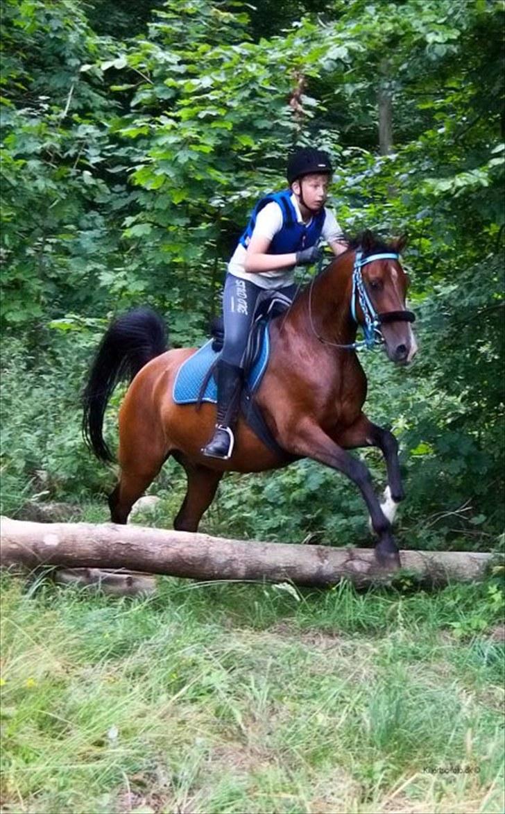 Arabisk fuldblod (OX) Bojkij OX - Rasmus 13 år på Bojkij. Terrænspring ridelejr Vålse 2010. Og det er mine drenge!!!! ;) billede 12