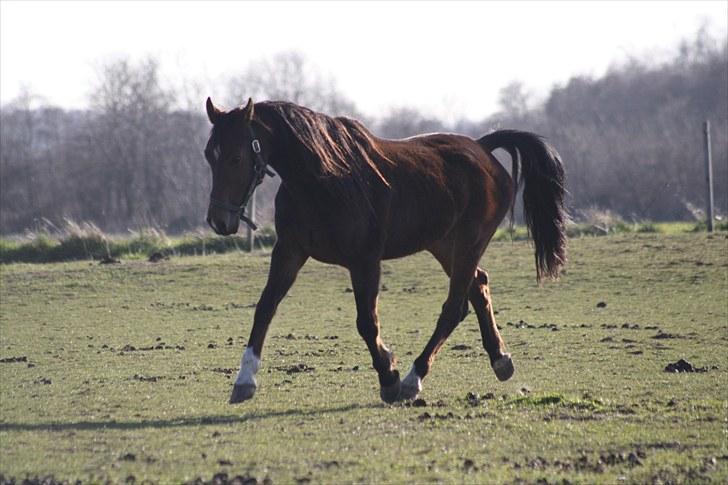 Traver Joy Plet billede 18