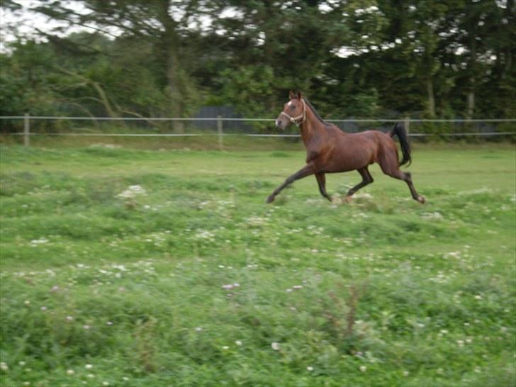 Traver Joy Plet billede 19