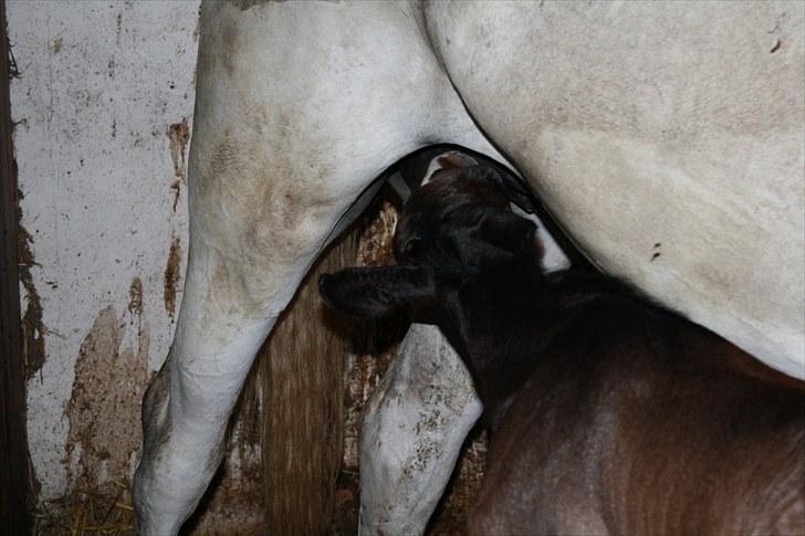 Dansk Varmblod LL Thorsager Ronaldinho - enlig fandt han patter billede 2