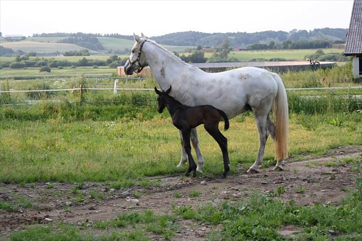 Dansk Varmblod LL Thorsager Ronaldinho - god udsigt billede 3