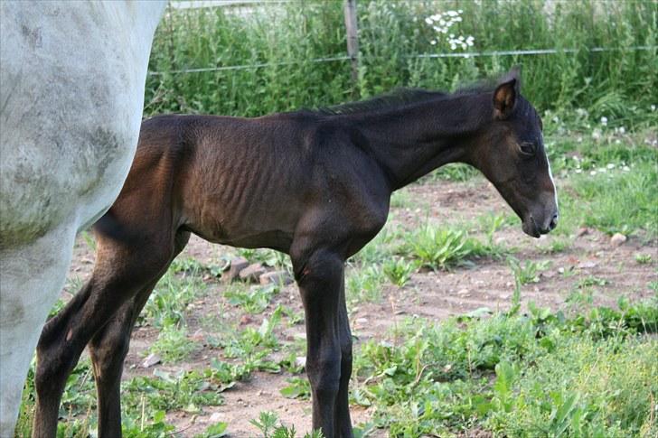 Dansk Varmblod LL Thorsager Ronaldinho - første gang på fold billede 4