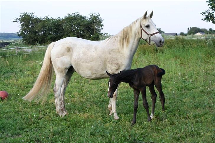 Dansk Varmblod LL Thorsager Ronaldinho billede 5