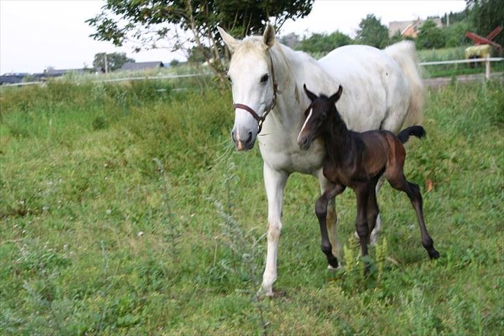 Dansk Varmblod LL Thorsager Ronaldinho - dejlig til vær ude med min mor billede 6