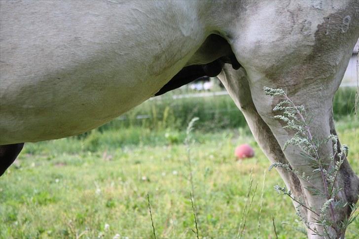 Dansk Varmblod LL Thorsager Ronaldinho billede 7