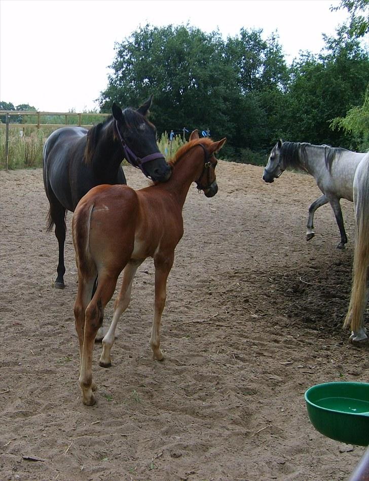 Anglo Araber (AA) Butterhill's Chanté - Chanté og Dusty billede 4