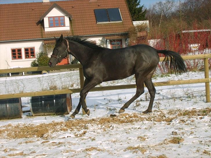 Anglo Araber (AA) Butterhill's Chanté billede 5