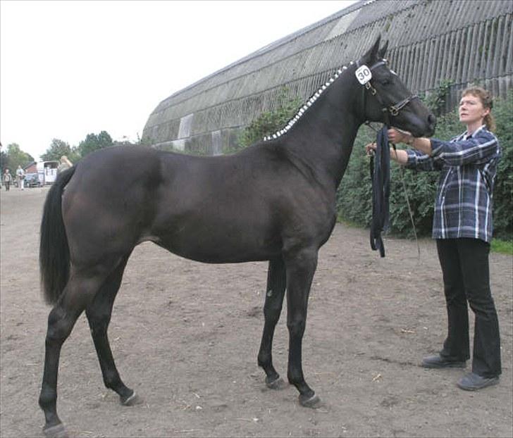 Anglo Araber (AA) Butterhill's Chanté - Chanté til kåring på Baunehøj 2006 billede 12